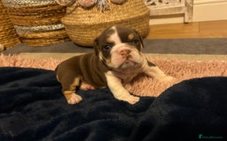 English Bulldog dogs for sale: 💖 5 Adorable English bulldog puppies 💖 - Image 12