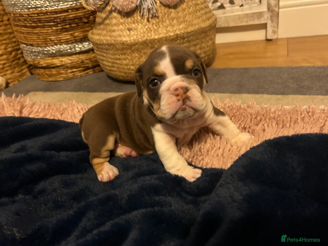 English Bulldog dogs for sale: 💖 5 Adorable English bulldog puppies 💖 - Image 12