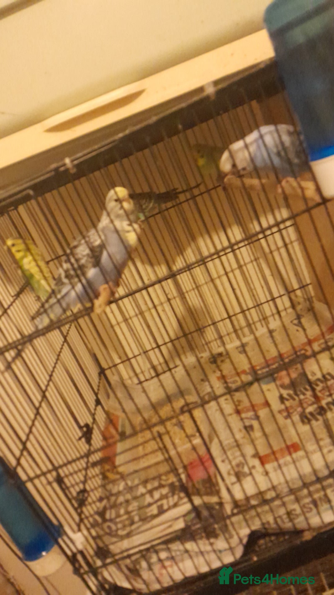 Parakeets birds for sale: Budgies  - Advert 2