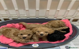 Schnoodle dogs for sale: Miniture schnoodle puppies!! - Advert 12