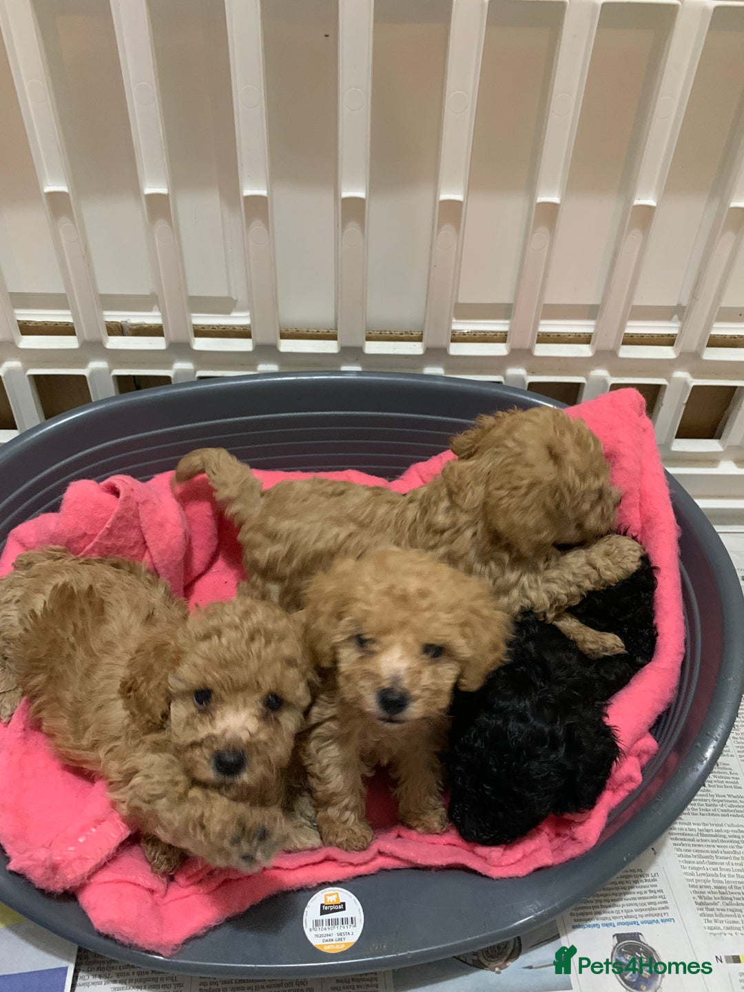Schnoodle dogs for sale: Miniture schnoodle puppies!! - Advert 12