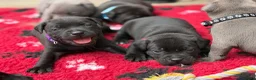 Staffordshire Bull Terrier dogs for sale: KC Health Tested Staffordshire Bull Terriers - Advert 24