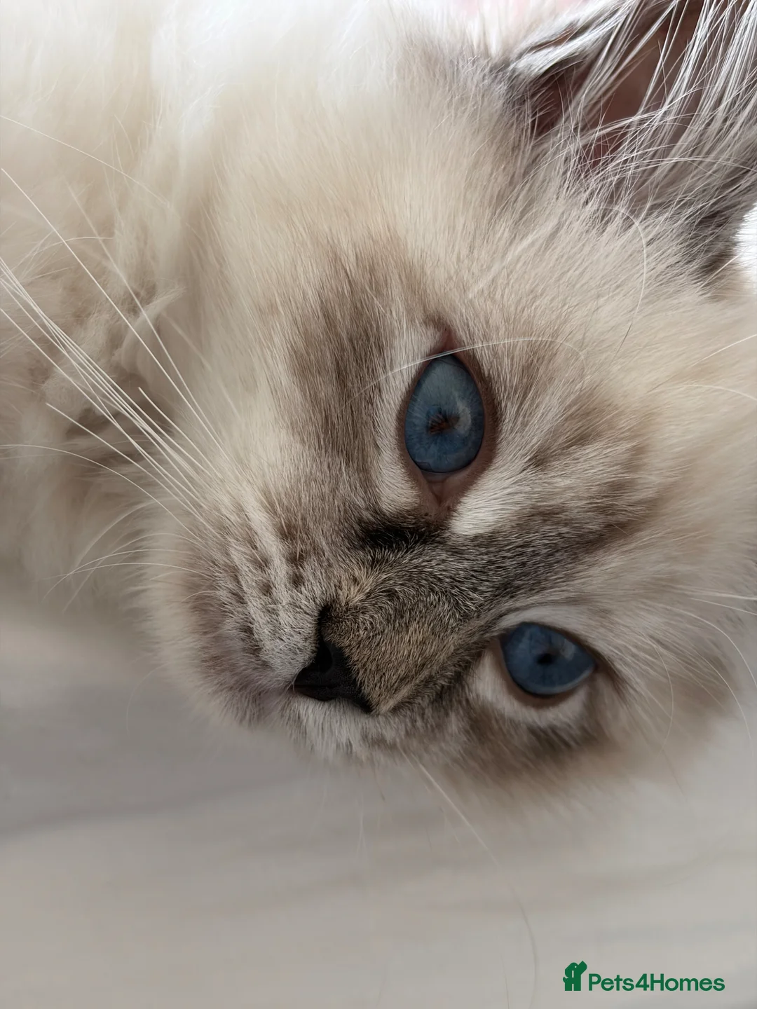 Siberian cats for sale: TICA and GCCF registered pure Siberian (rehome) in Liverpool - Advert 4