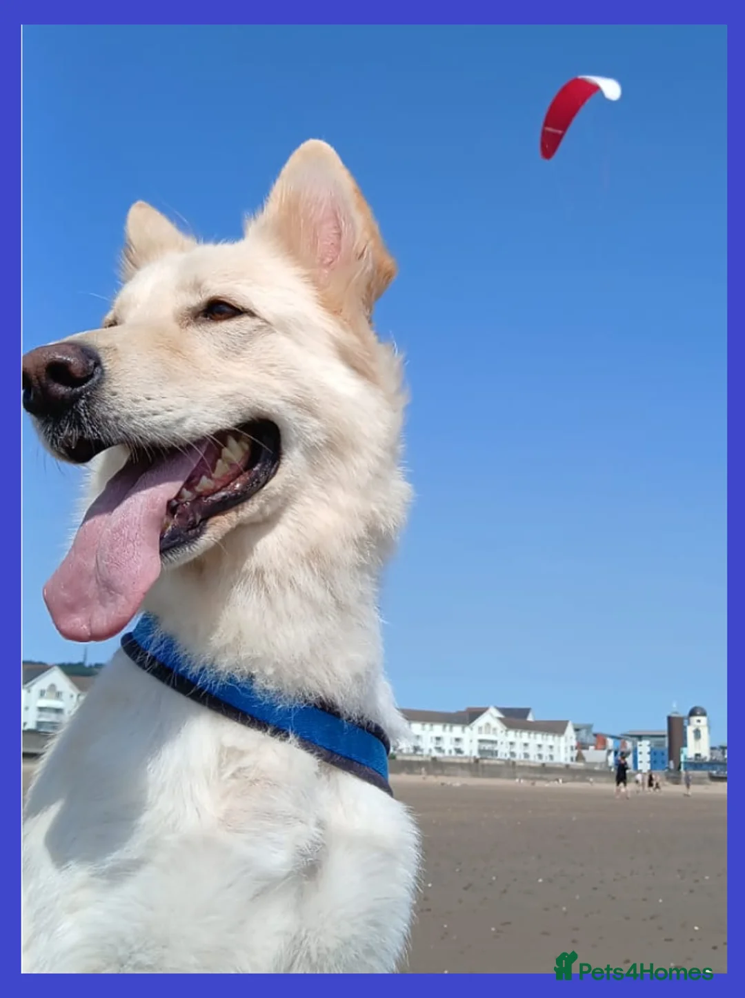 Mixed Breed dogs for sale: White Shepherd Puppies - Advert 9