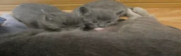 Russian Blue cats for sale: Russian Blue kittens for sale 2 Boys and 2 Girls - Advert 2