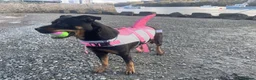 Rottweiler dogs for sale: 🐶 Beautiful Rottweiler Puppies - Advert 7