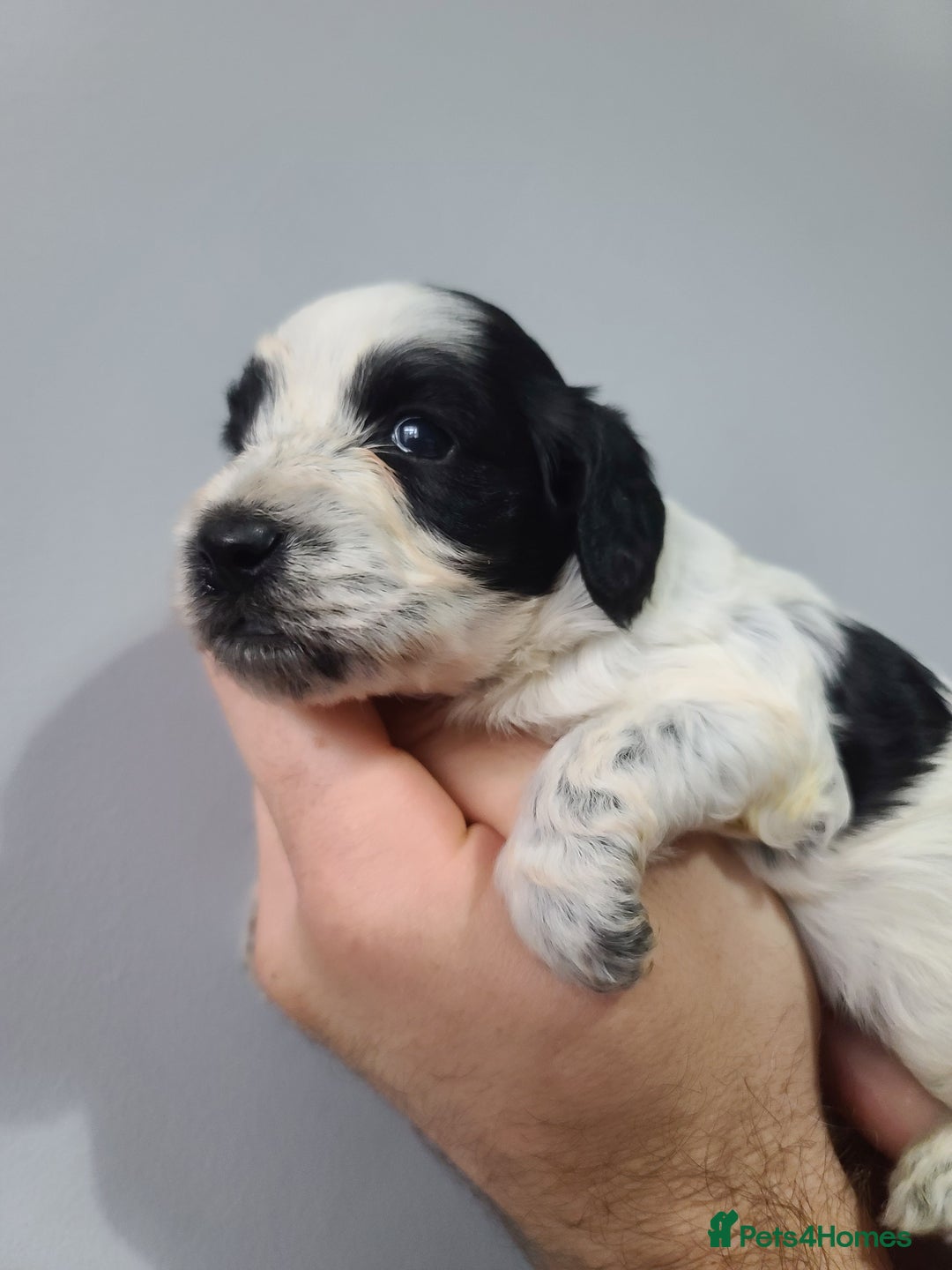 Cockapoo dogs for sale: F1 Cockapoos, Parti Roan. DNA HEALTH TESTED - Image 18