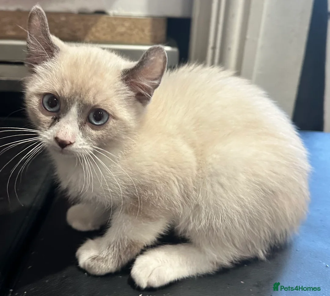 Mixed Breed cats for sale: Price lowered for handsome boy  - Advert 22