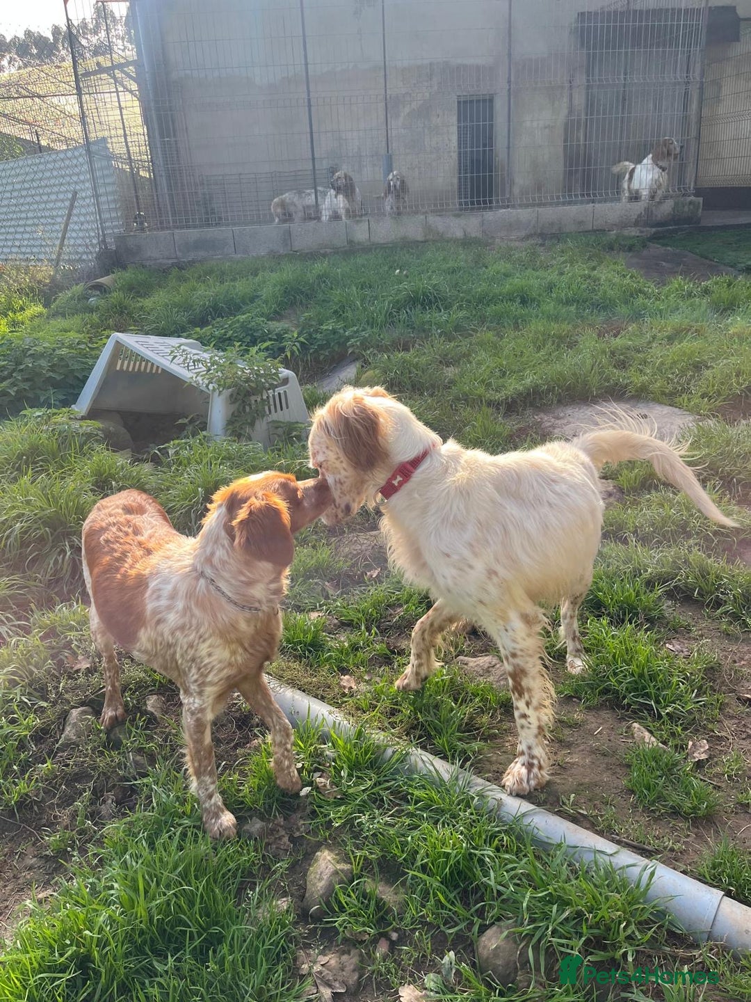 English Setter dogs for adoption: Lar   - Image 5
