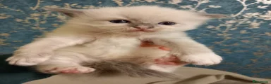 Ragdoll 3
