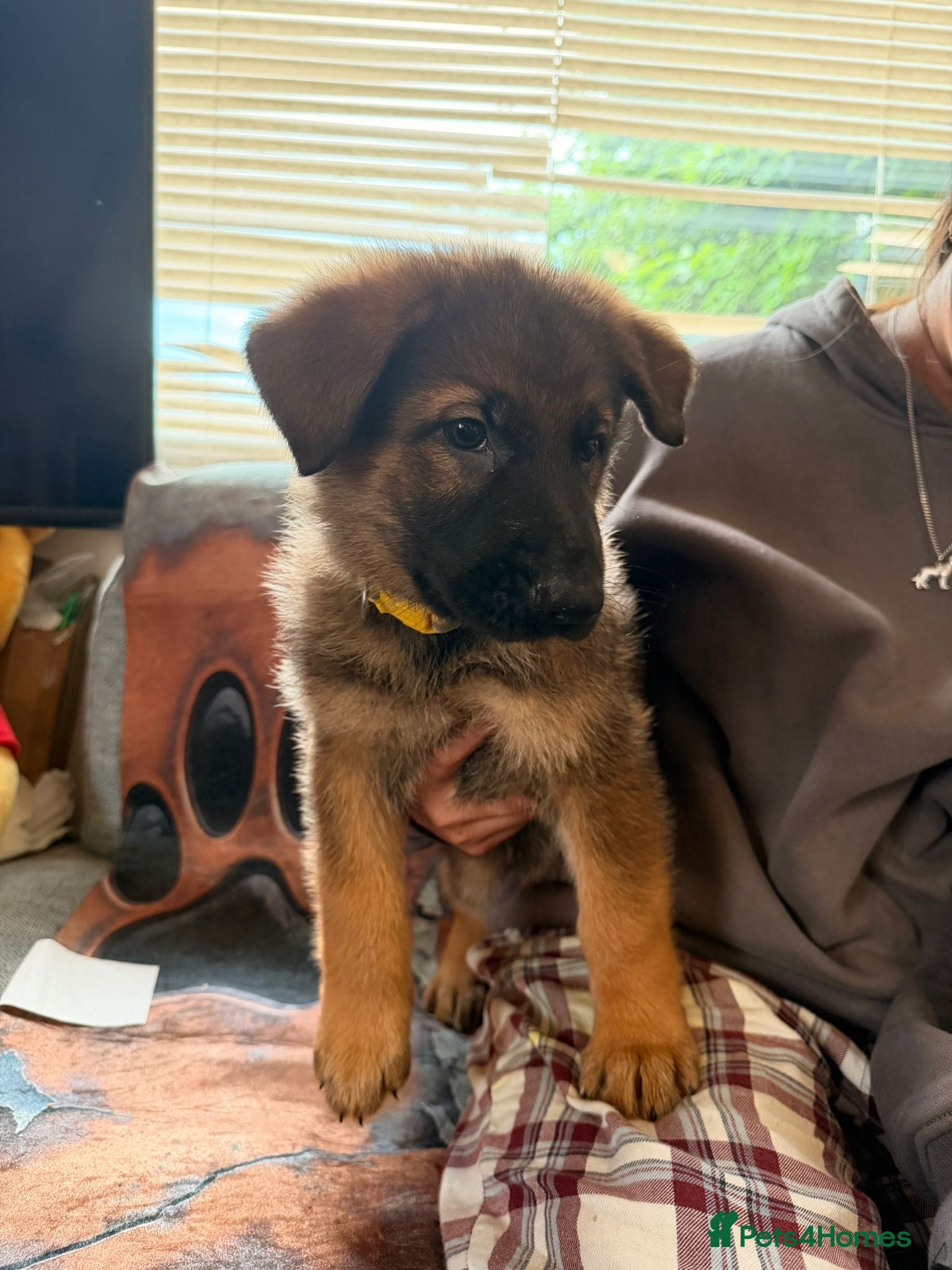 German Shepherd dogs for sale: Beautiful German Shepherd Pups  - Advert 21