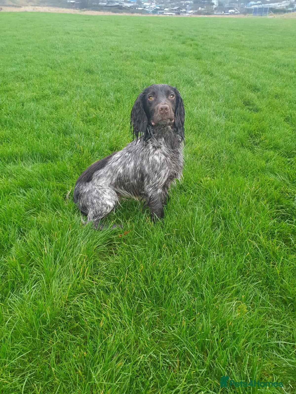 Cocker Spaniel dogs 🔥🔥AT STUD WORKING COCKER 🔥🔥 in Gateshead - Advert 9