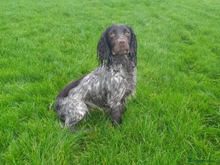 Cocker Spaniel dogs in Gateshead - Advert 13