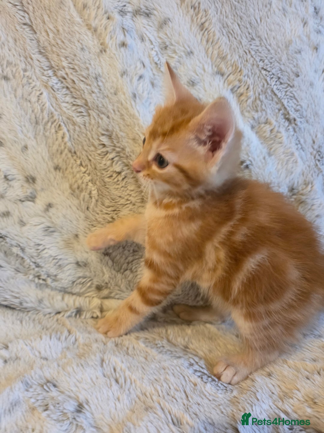 Mixed Breed cats for sale: 2 Male Stripy Kitten's - Advert 11
