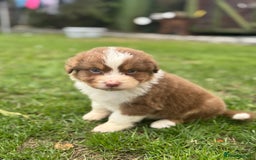Australian Shepherd dogs for sale: 5 KC registered Australian Shepard puppies - Image 10