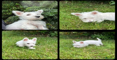 West Highland Terrier dogs - Advert 6