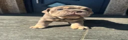 English Bulldog dogs for sale: English bulldogs  in Mansfield - Advert 3