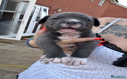 Mixed Breed dogs for sale: Beautiful American bulldog x cane corso puppies - Image 20