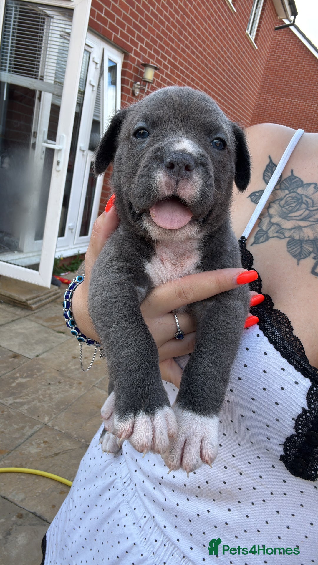 Mixed Breed dogs for sale: Beautiful American bulldog x cane corso puppies - Image 20