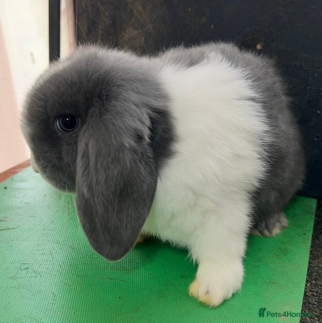 Mini Lop rabbits for sale: Mini Lops for sale READY NOW - Advert 6