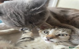 Domestic Shorthair cats for sale:  Tabby Kitten Female - Image 5