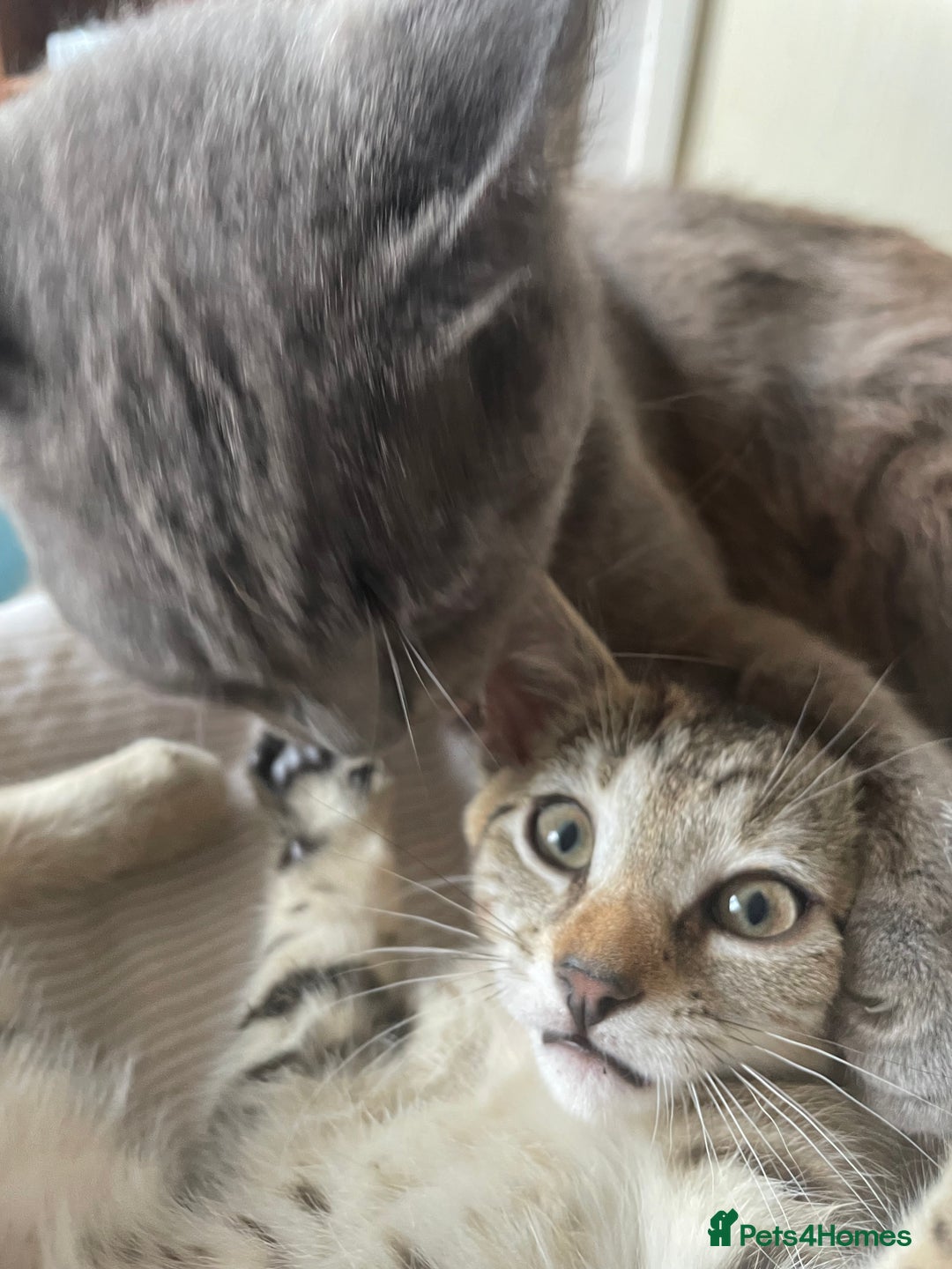 Domestic Shorthair cats for sale:  Tabby Kitten Female - Image 5