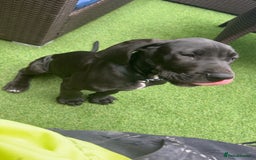 Great Dane dogs for sale: Puppy - Great Dane 5 months  - Image 5