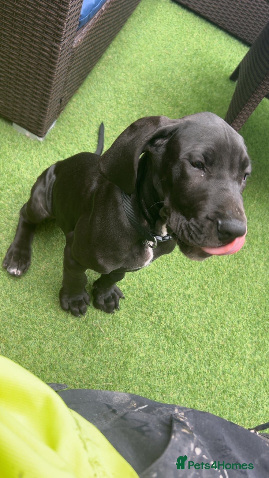 Great Dane dogs for sale: Puppy - Great Dane 5 months  - Image 5