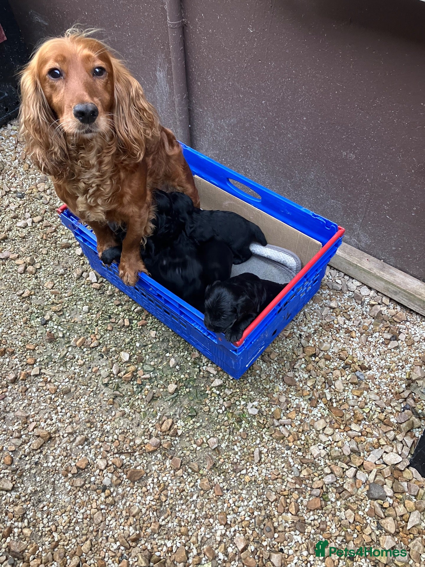 Cocker Spaniel dogs Working Cocker Spaniel Pups-Royal Kennel Club Reg - Advert 8