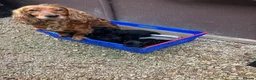 Cocker Spaniel dogs for sale: Working Cocker Spaniel Pups-Royal Kennel Club Reg - Advert 1