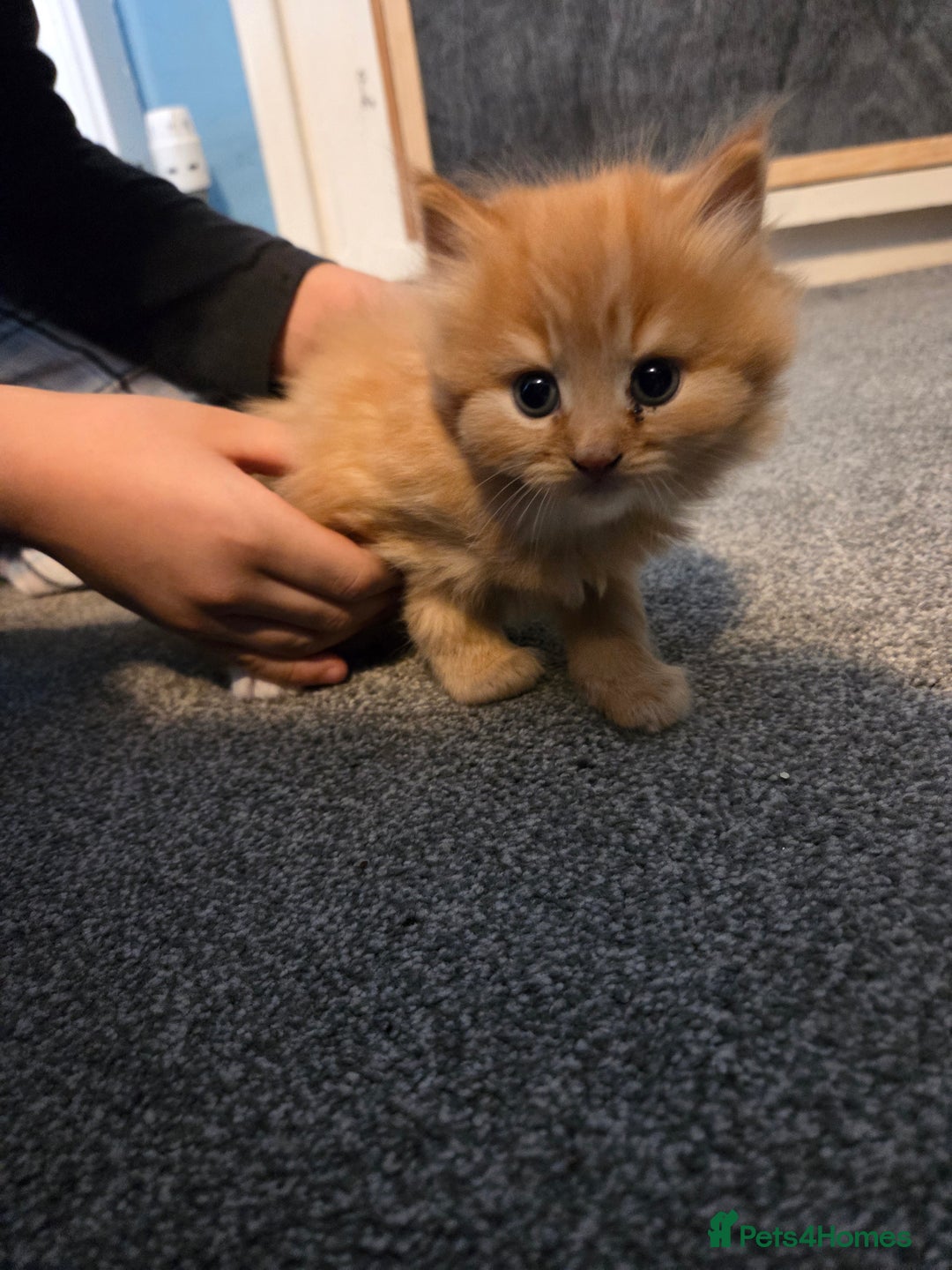 Mixed Breed cats for sale: 3 little kittens looking for forever home - Advert 3