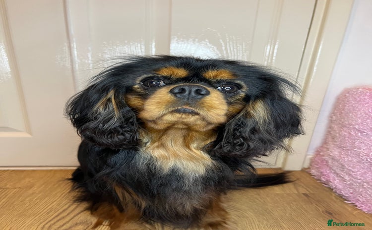 Cavalier King Charles Spaniel dogs in Doncaster - Advert 9