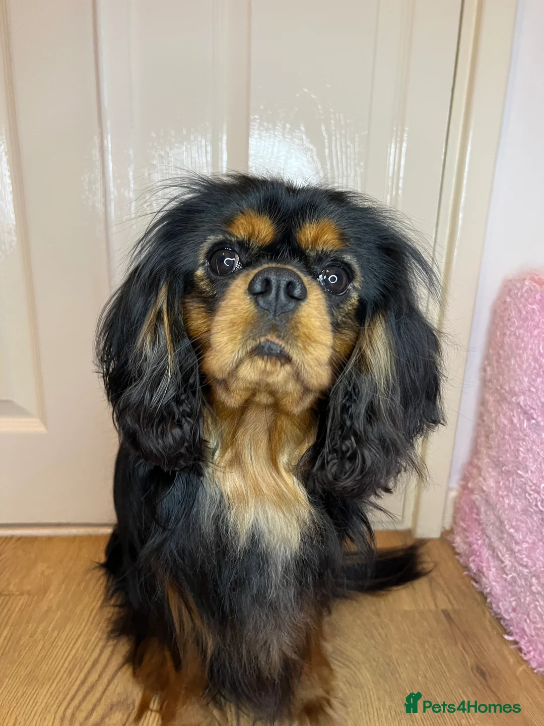 Cavalier King Charles Spaniel dogs for stud: KC-Health tested Cavalier King Charles Stud in Doncaster - Advert 1