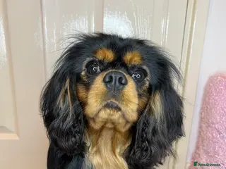 Cavalier King Charles Spaniel dogs KC-Health tested Cavalier King Charles Stud in Doncaster - Advert 7