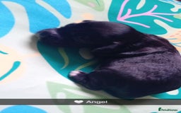 Mixed Breed dogs for sale: F1 Cockapoo x F1 Cavapoo Puppies (double doodles) - Image 7