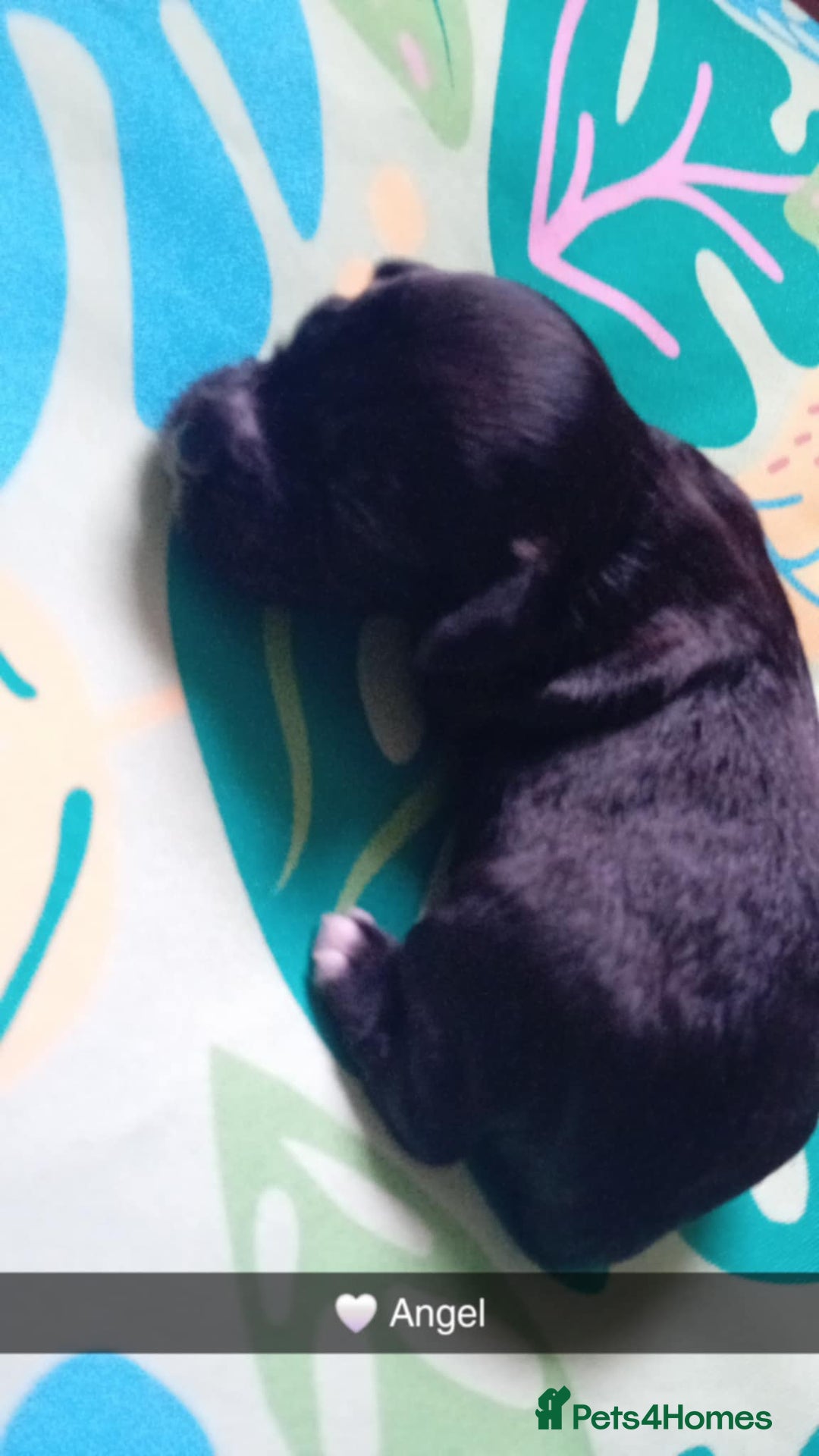 Mixed Breed dogs for sale: F1 Cockapoo x F1 Cavapoo Puppies (double doodles) - Image 7