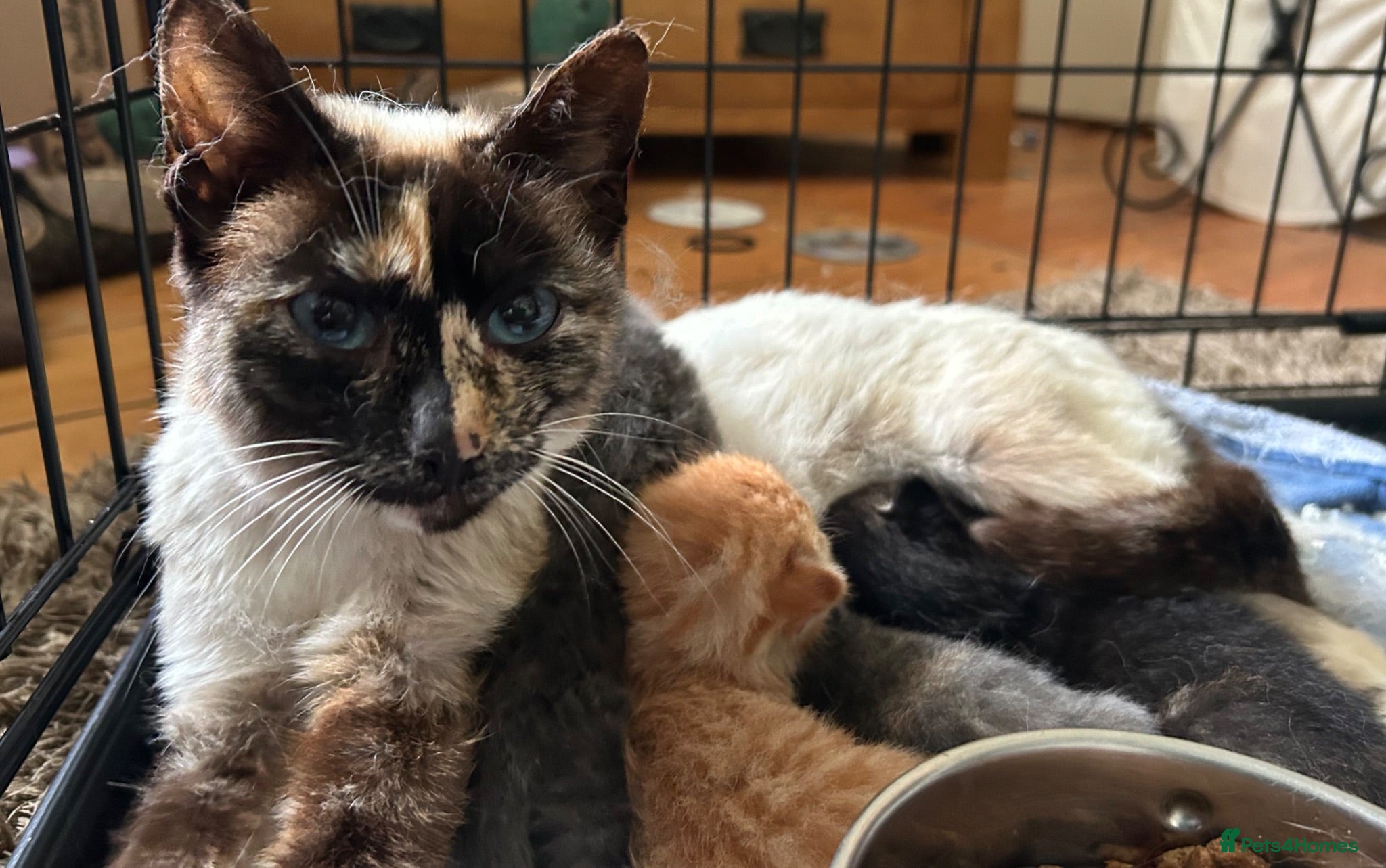 Mixed Breed cats Gorgeous kittens - Advert 6