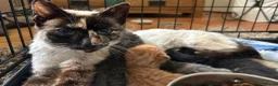 Mixed Breed cats for sale: Gorgeous kittens - Advert 1