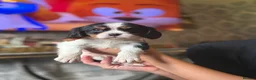 Cavalier King Charles Spaniel dogs for sale: KC registered King Charles cavaliers  - Advert 9