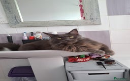 Maine Coon cats for sale: Kari Maine Coon - Image 4