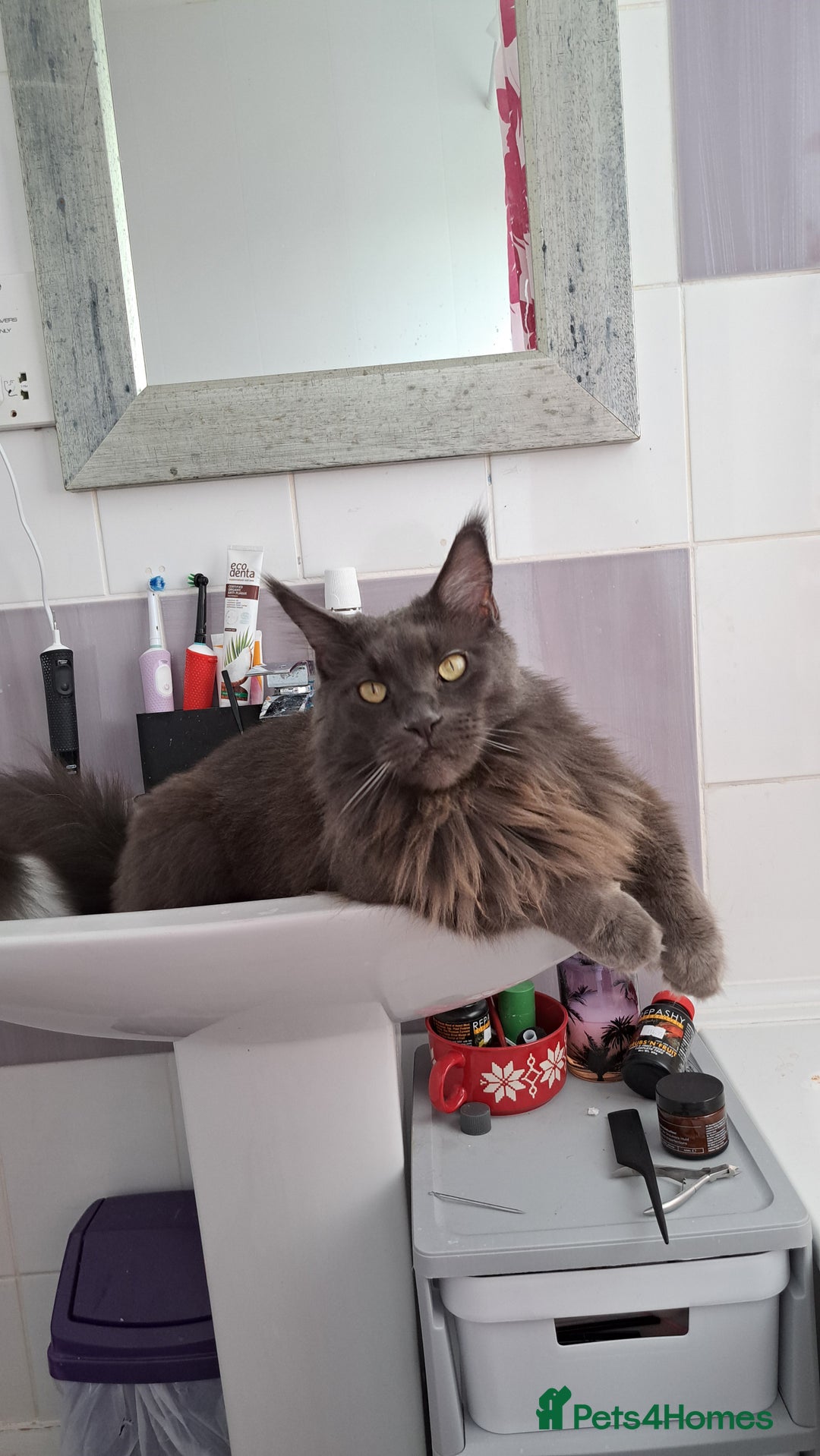 Maine Coon cats for sale: Kari Maine Coon - Image 4