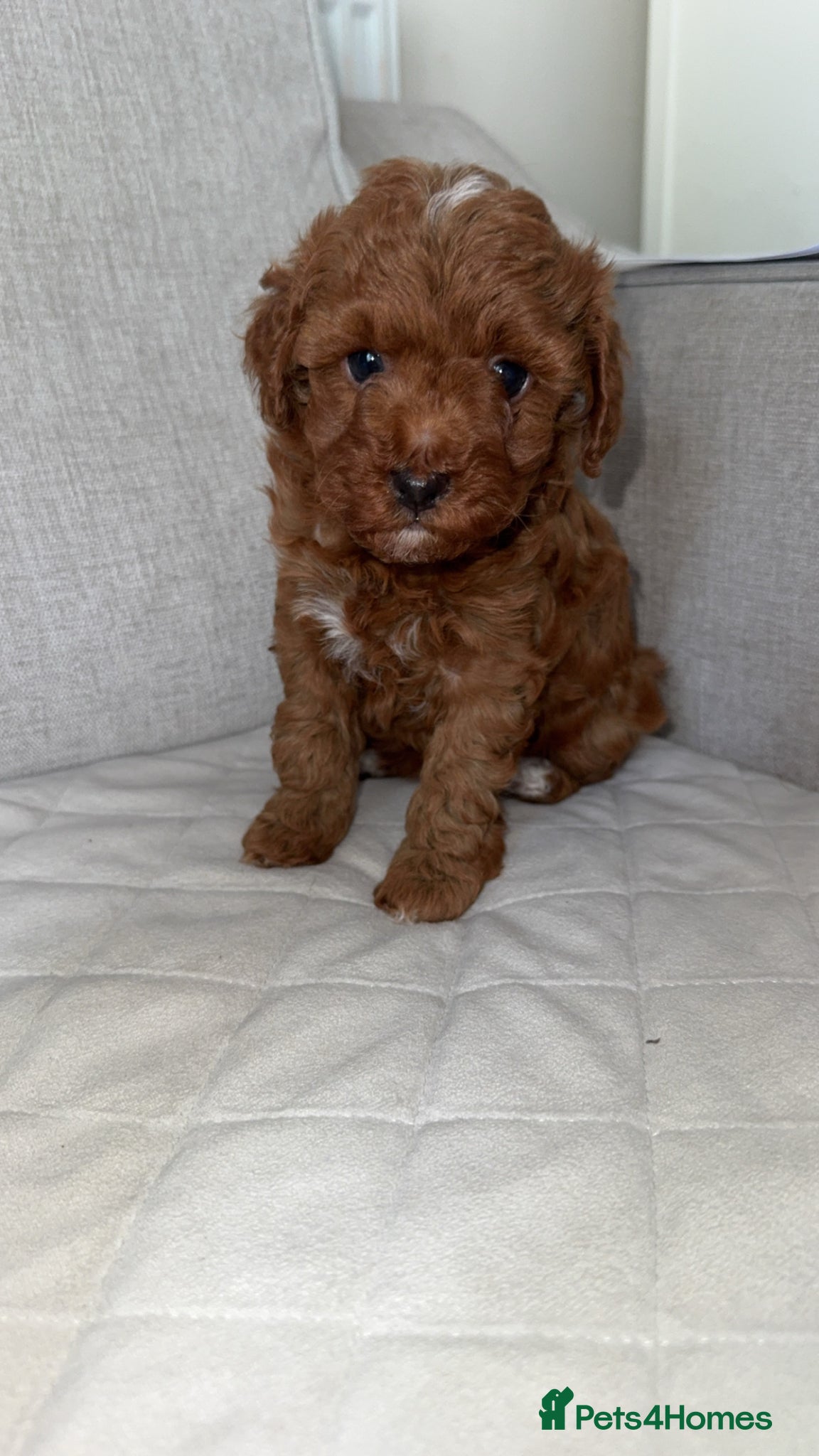 Toy Poodle dogs Toy/Asian red poodles! 🐶 - Advert 2