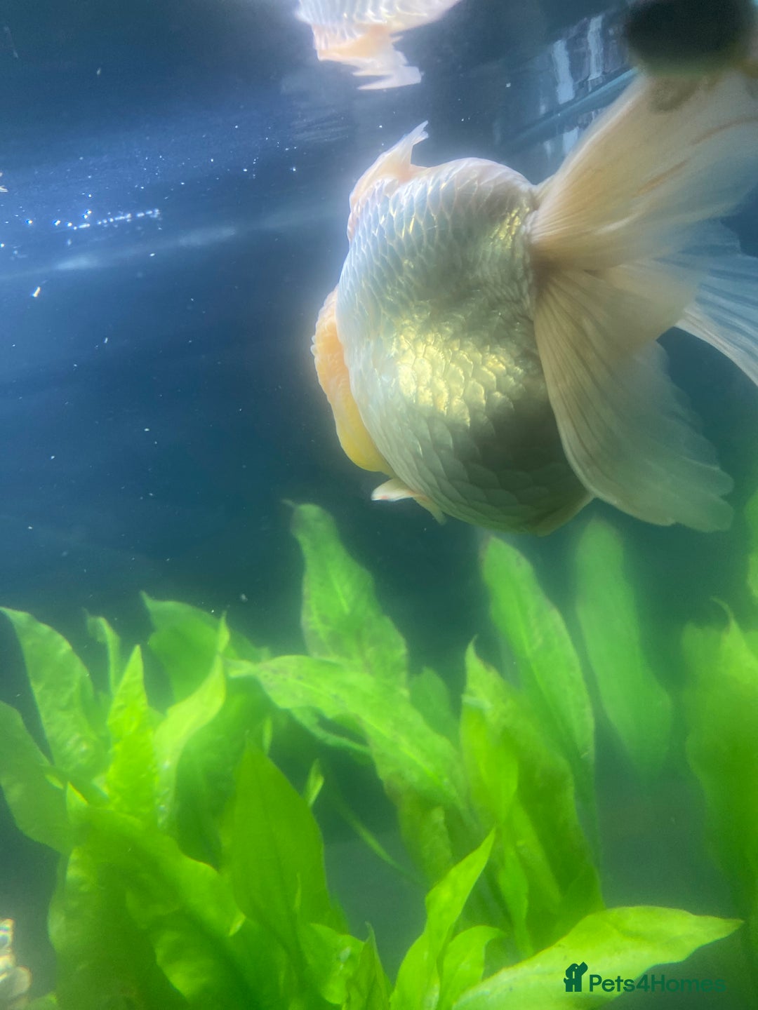 Fancy Goldfish fish for sale: 3 big fancy goldfish  - Advert 7