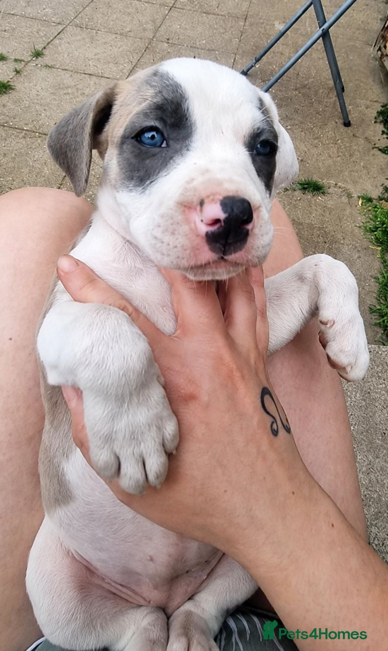 Mixed Breed dogs 🐾 Beautiful Puppies Available to Reserve 🐾 - Advert 5