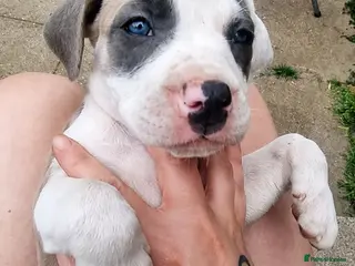 Mixed Breed dogs 🐾 Beautiful Puppies Available to Reserve 🐾 - Advert 1