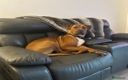 Mixed Breed dogs for sale: Maple is looking for her forever home - Advert 4