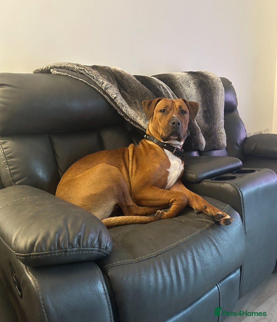 Mixed Breed dogs for sale: Maple is looking for her forever home - Advert 4