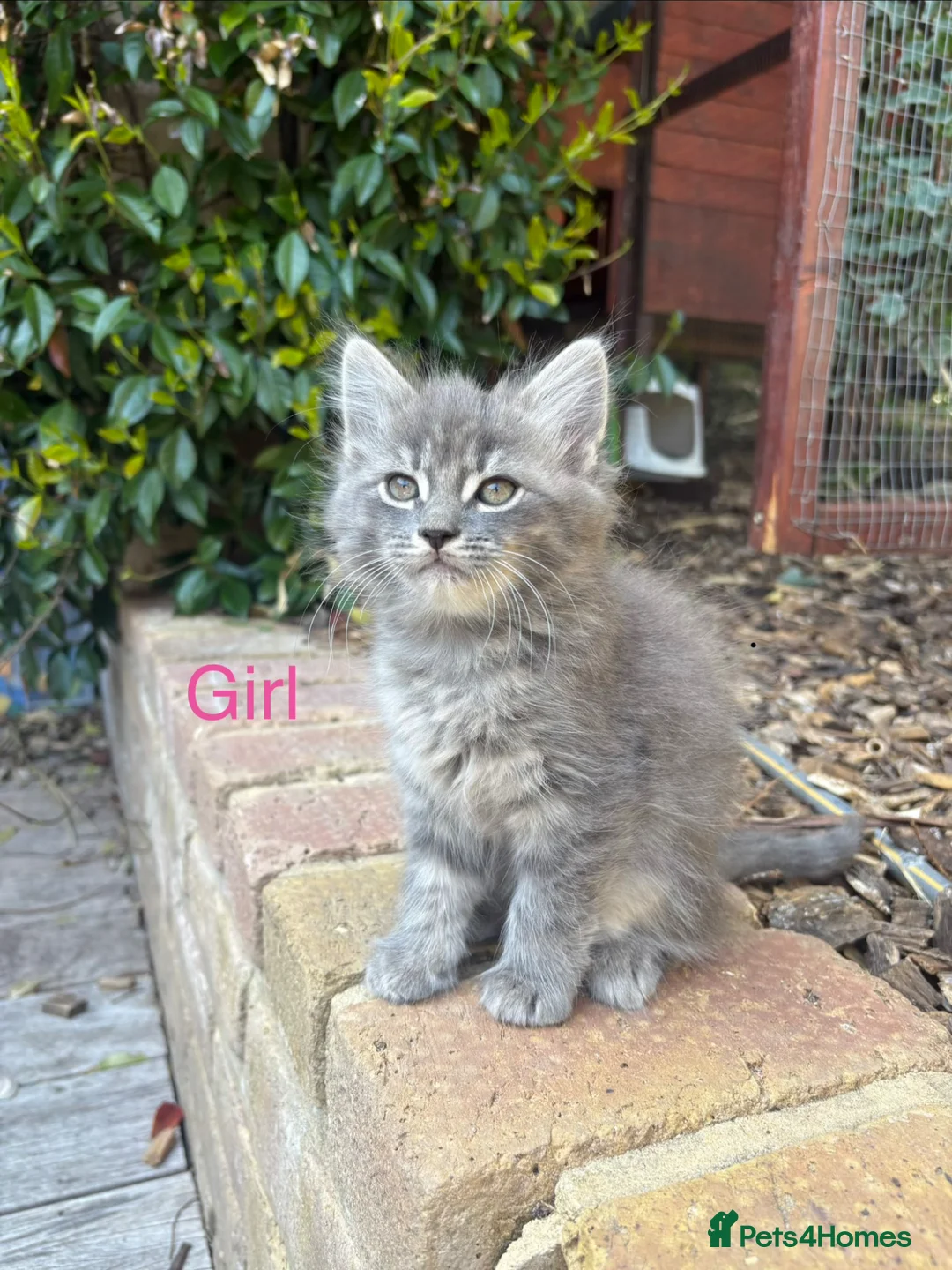 Mixed Breed cats for sale: Sweet kittens for sale  - Advert 2