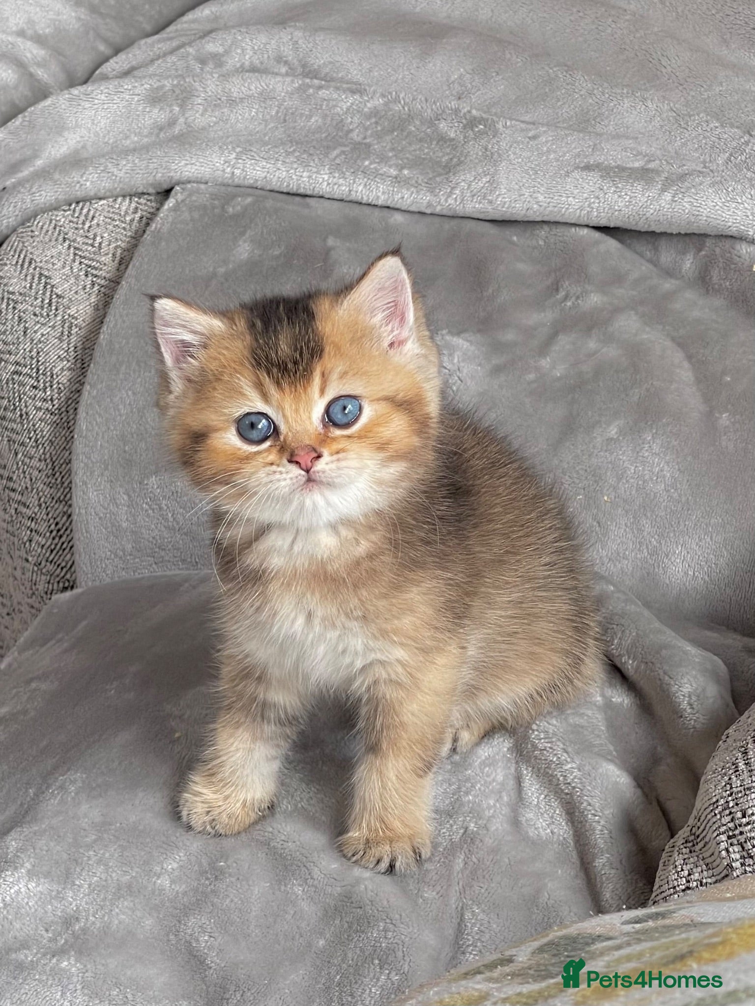British Shorthair cats 💙Golden BSH kitten 💙 - Advert 1