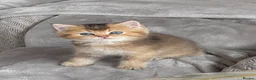 British Shorthair cats for sale: 💙Golden BSH kitten 💙❗️Ready to go ❗️ - Advert 14